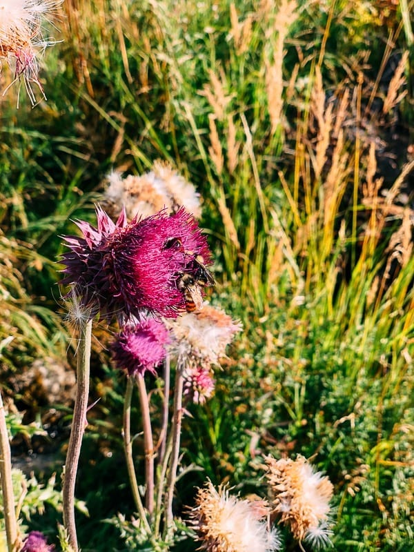 Bee in Flower, Grand Teton