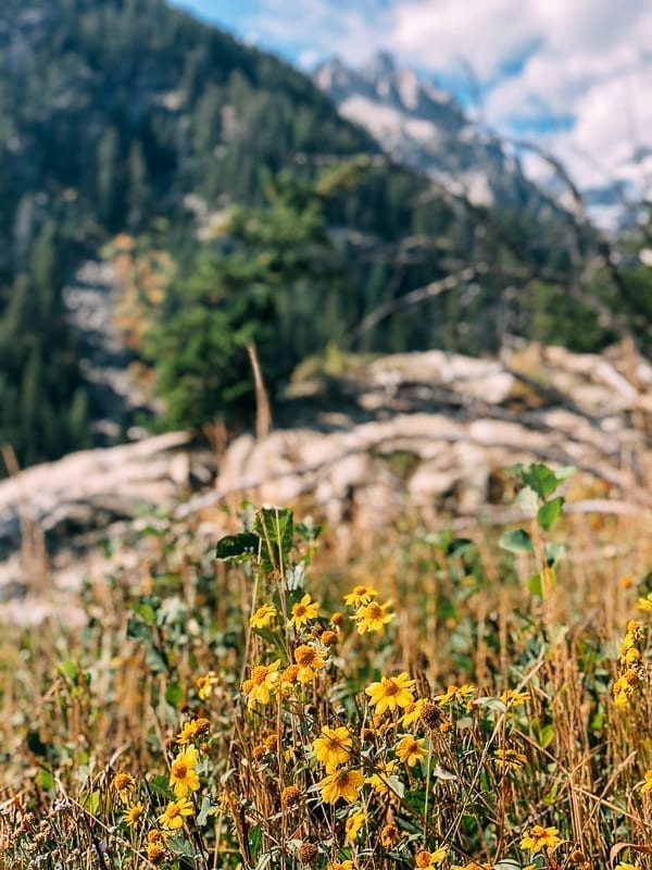 Yellowstone Wildflowers, thewoksoflife.com