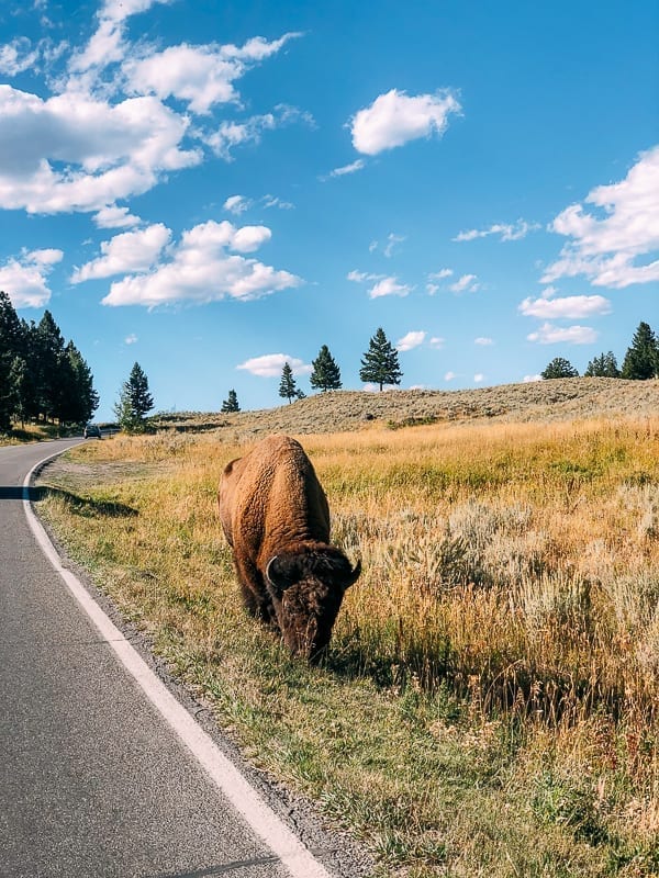 Buffalo on the side of the road, Yellowstone, thewoksoflife.com