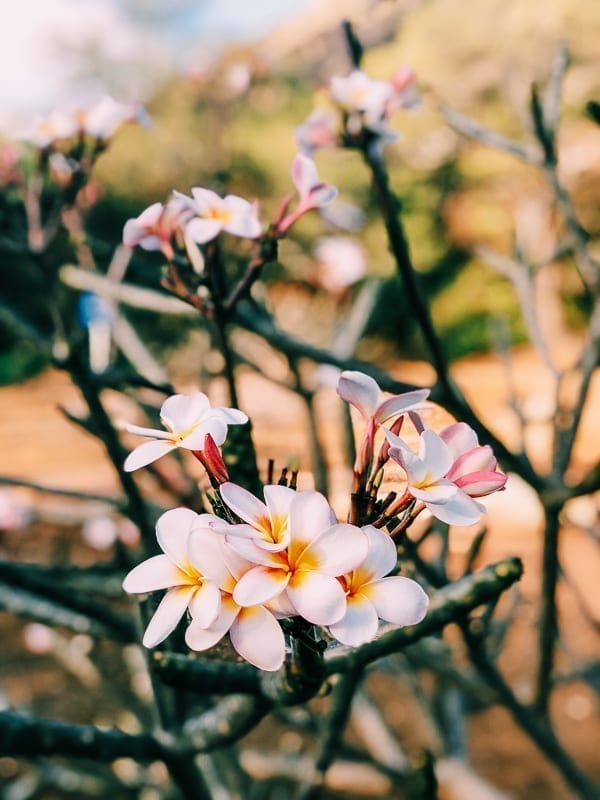 Plumeria Flowers on Tree, thewoksoflife.com