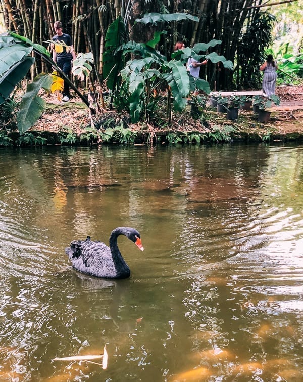 Black Swan at Byodo In, thewoksoflife.com