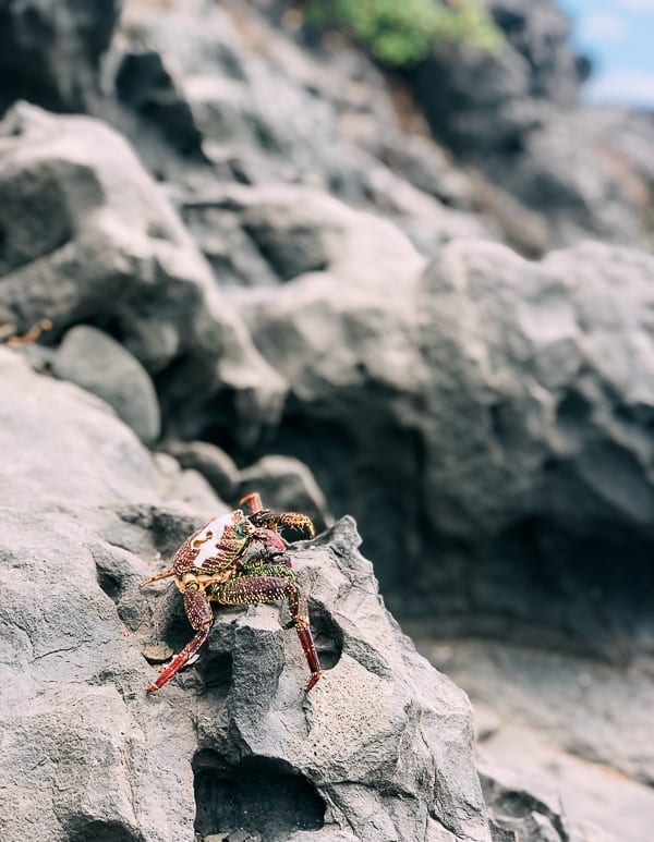 Crab in Hawaii, thewoksoflife.com