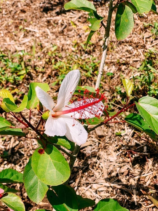 Hawaiian hibiscus flower, thewoksoflife.com