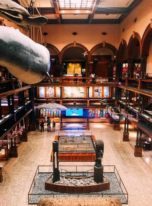 Bishop Museum hall, thewoksoflife.com