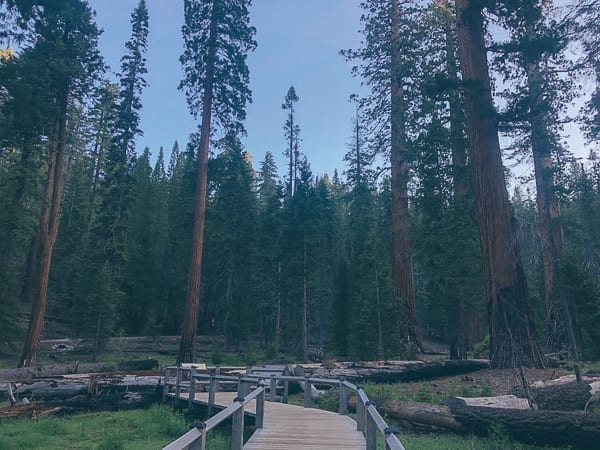 Mariposa Grove in Yosemite, thewoksoflife.com