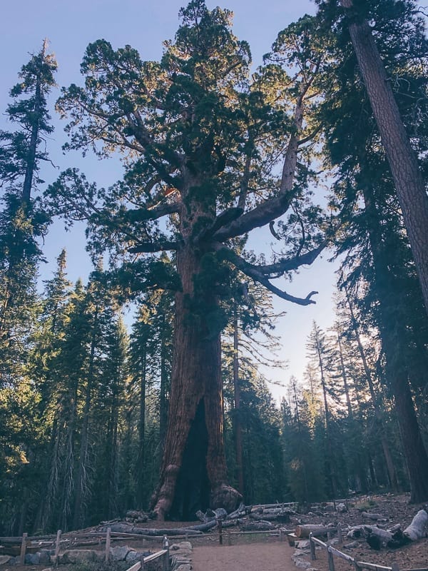 Grizzly Giant in Mariposa Grove, thewoksoflife.com