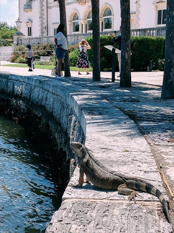 Iguana at Vizcaya, thewoksoflife.com