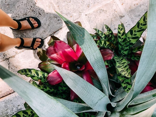 Flowers at Vizcaya, thewoksoflife.com