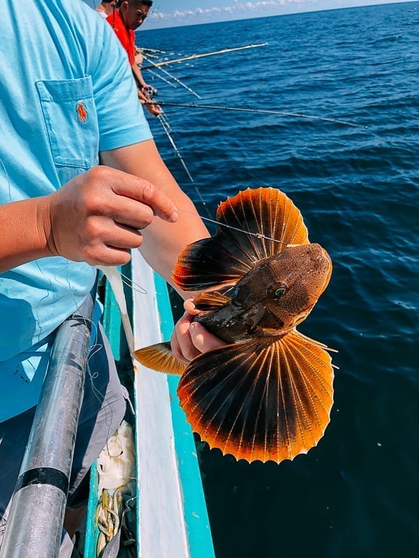 Catching a sea robin, thewoksoflife.com