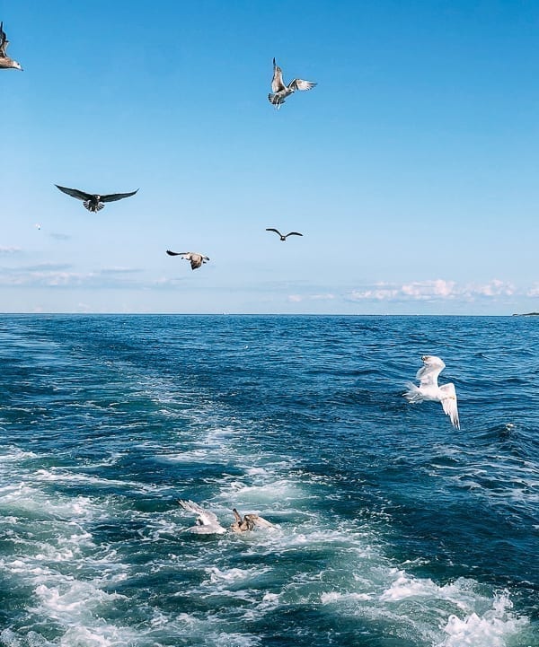 Seagulls snatching fish scraps off boat, thewoksoflife.com