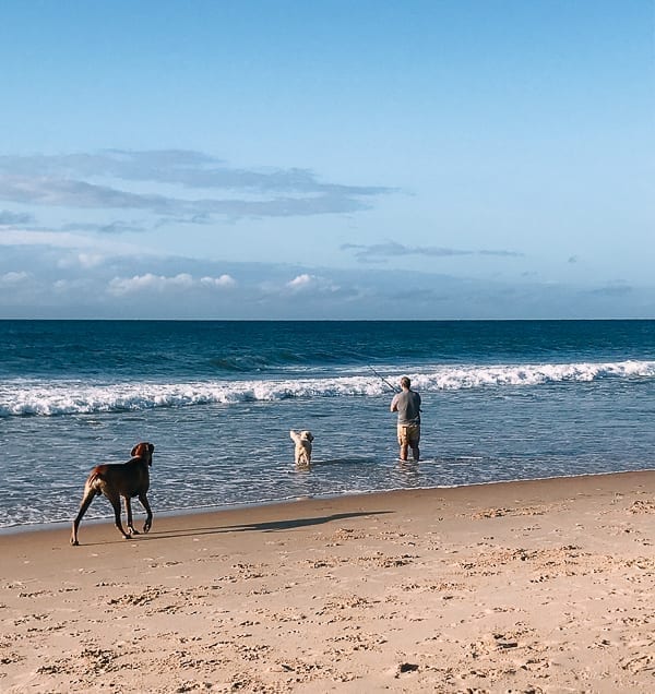 Surf fishing with dogs, thewoksoflife.com