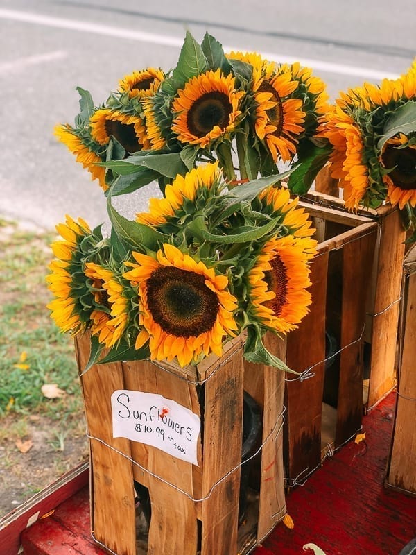 Sunflowers, thewoksoflife.com