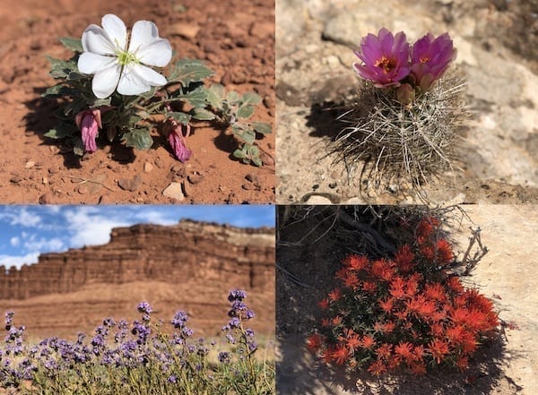 Canyonlands White Rim trail Spring wildflowers by thewoksoflife.com