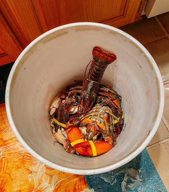 Live lobsters and crab claws in bucket, thewoksoflife.com