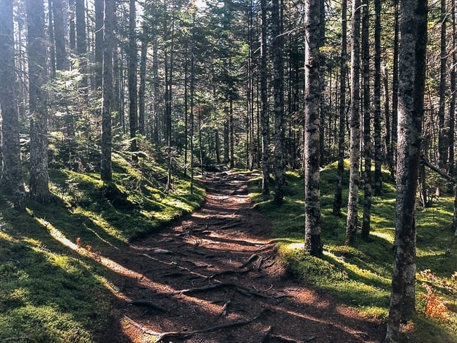 Hike through forest in Barred Island Preserve, thewoksoflife.com