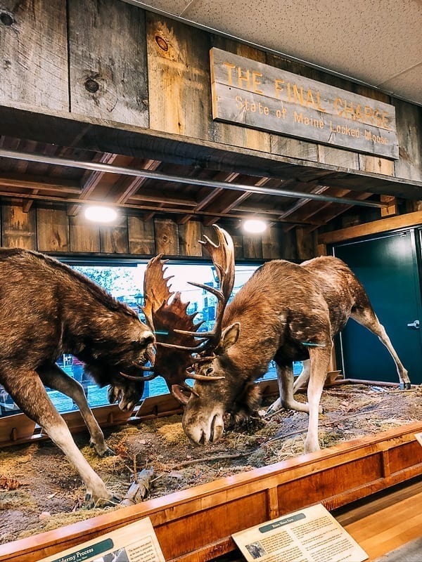 Moose Diorama at L.L. Bean Store in Freeport, thewoksoflife.com