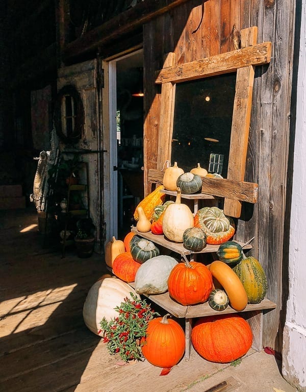 Pumpkins and gourds at Snug Harbor Farm, thewoksoflife.com