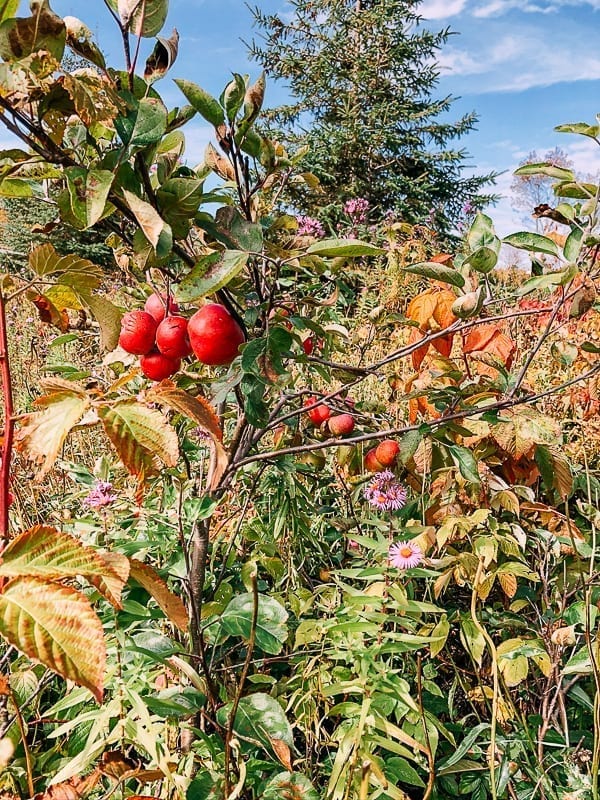 Wild apple tree, thewoksoflife.com