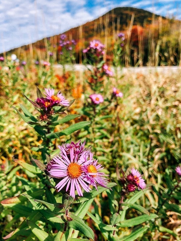 Wildflowers in meadow, thewoksoflife.com