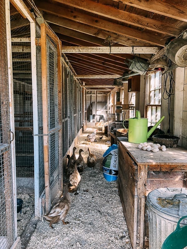 Ducks at Snug Harbor Farm, thewoksoflife.com