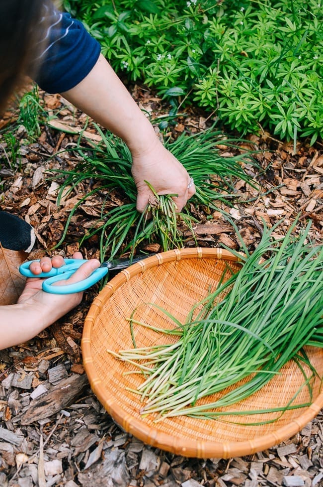 Harvesting Chinese Garlic Chives, thewoksoflife.com