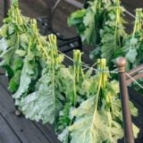 Drying and Preserving Kale Greens, thewoksoflife.com