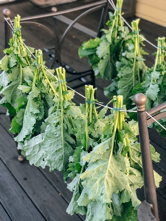 Drying and Preserving Kale Greens, thewoksoflife.com