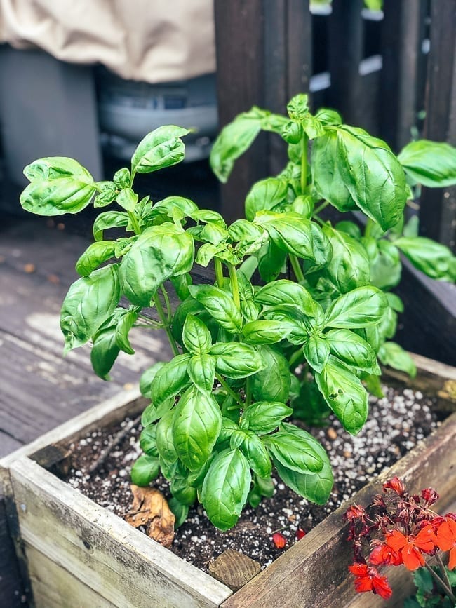 Italian Basil, thewoksoflife.com
