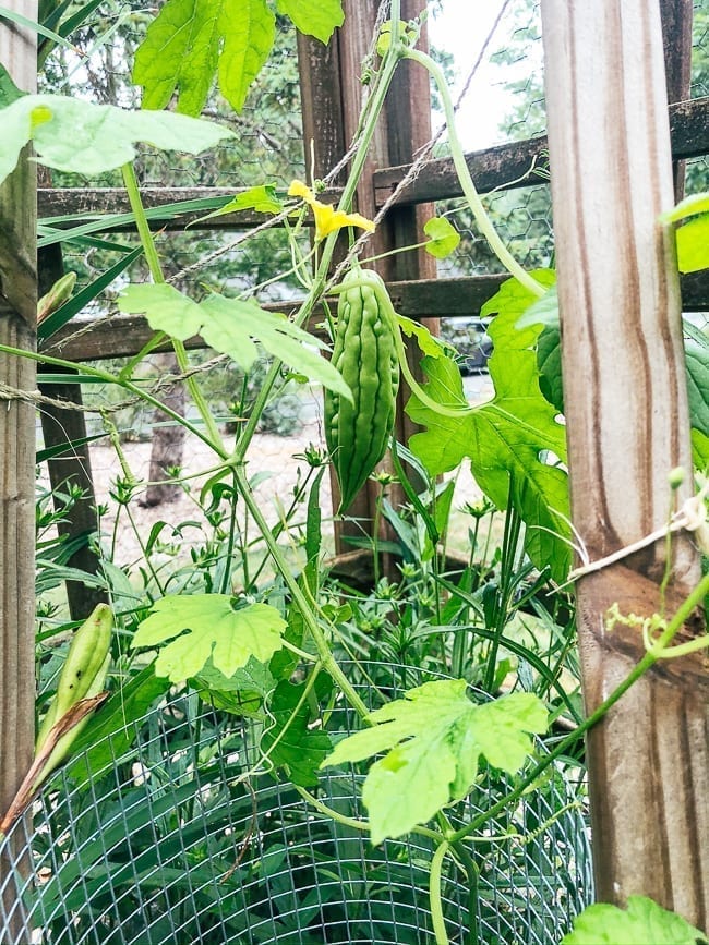 Bitter melon plant, thewoksoflife.com