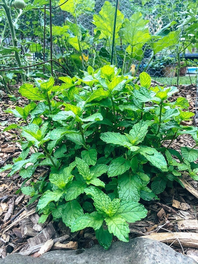 Mint plant, thewoksoflife.com