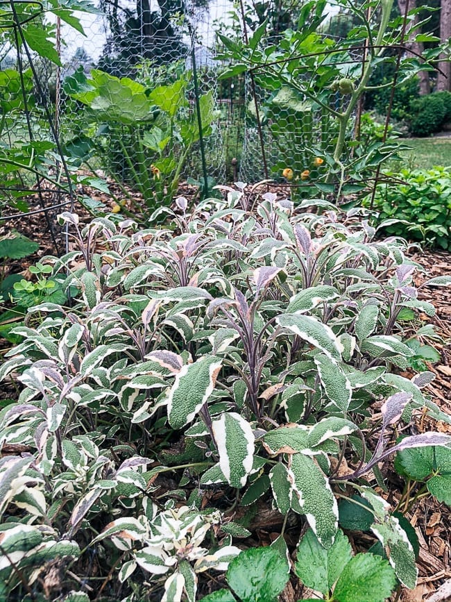 Sage, thewoksoflife.com