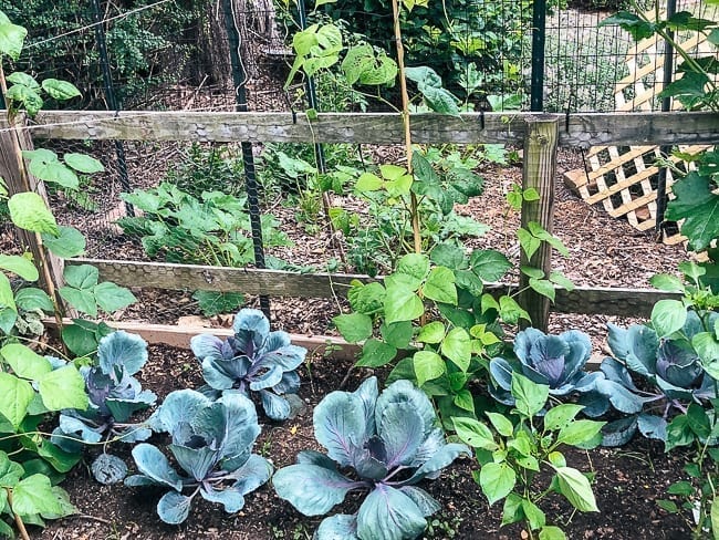 Red cabbage plants, thewoksoflife.com