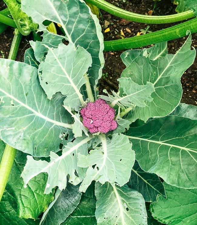 Purple cauliflower plant, thewoksoflife.com