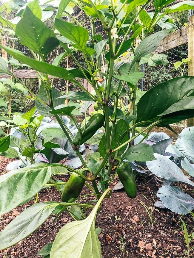 Jalapeno plants, thewoksoflife.com