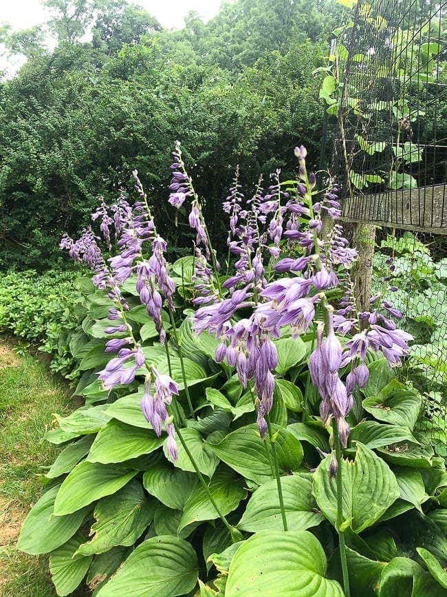 Flowering hostas, thewoksoflife.com