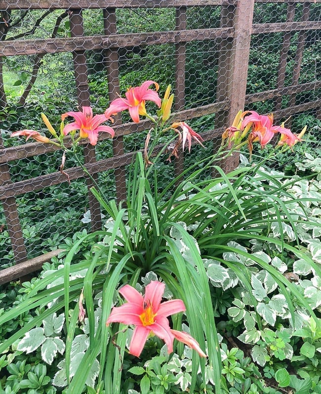 Pink lilies, thewoksoflife.com