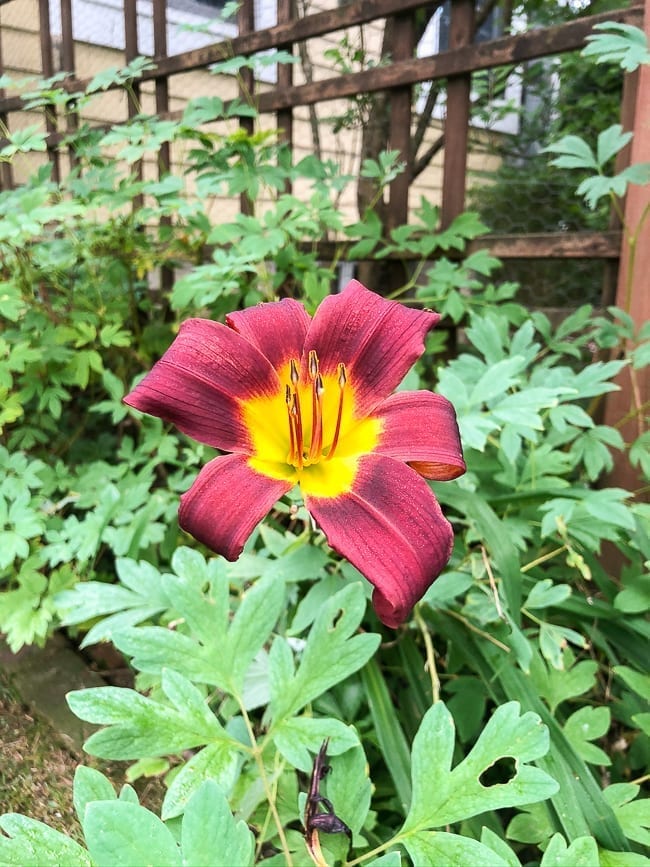 Lily flower, thewoksoflife.com