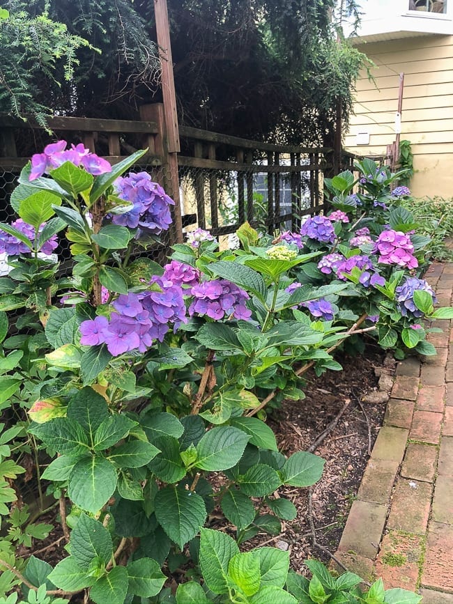 Hydrangea plants, thewoksoflife.com