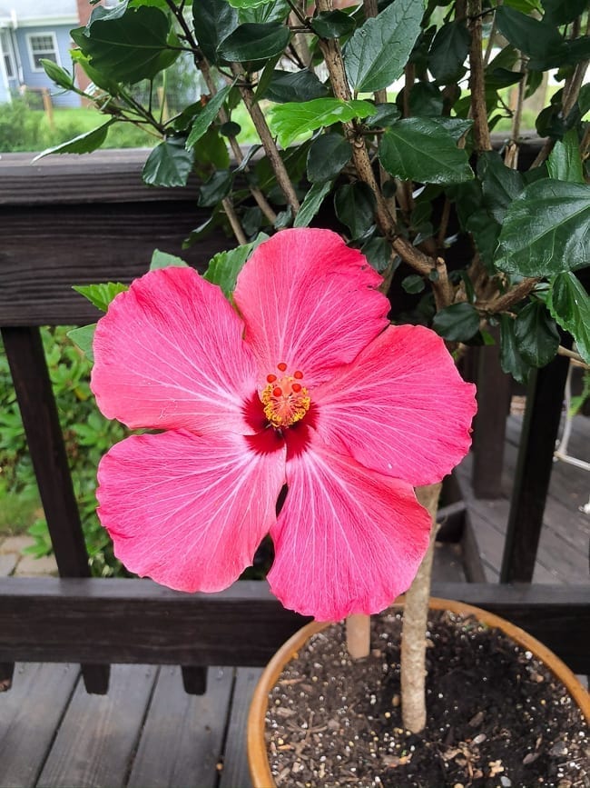 Pink hibiscus flower, thewoksoflife.com