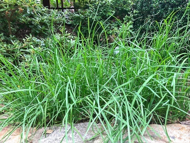 Chinese garlic chives growing in garden bed, thewoksoflife.com