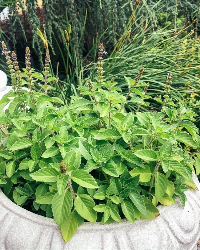 Holy basil plant, thewoksoflife.com