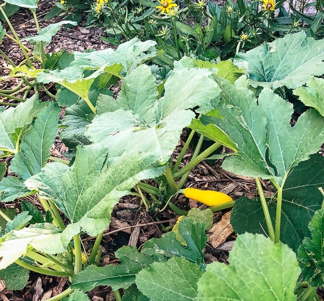 Yellow Squash plant, thewoksoflife.com