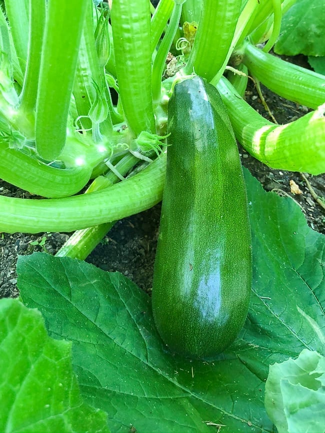 Garden Zucchini, thewoksoflife.com
