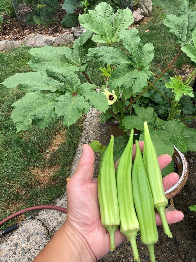 Home garden okra harvest, thewoksoflife.com