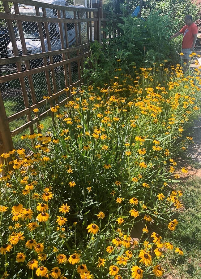Black eyed susans, thewoksoflife.com