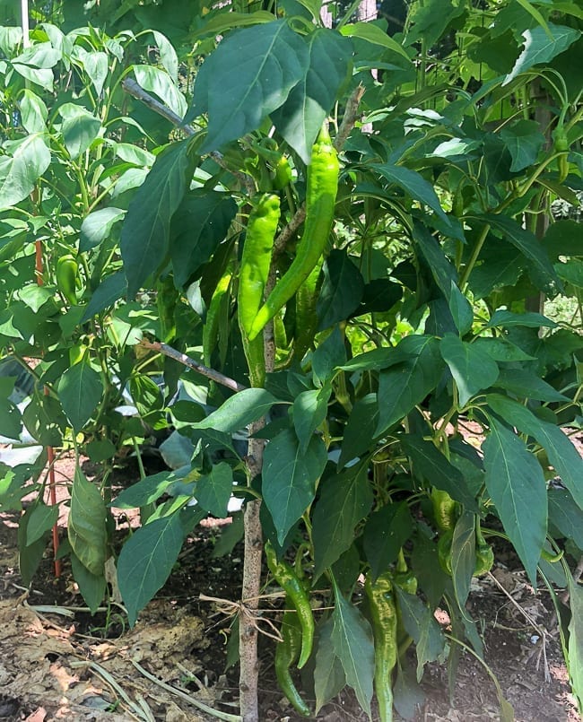 Long Hot Peppers, thewoksoflife.com