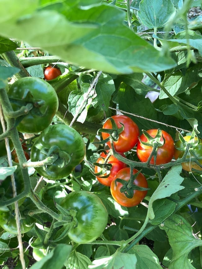 Cherry tomato plant, thewoksoflife.com