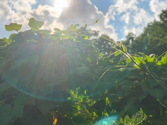 Bean vines, thewoksoflife.com