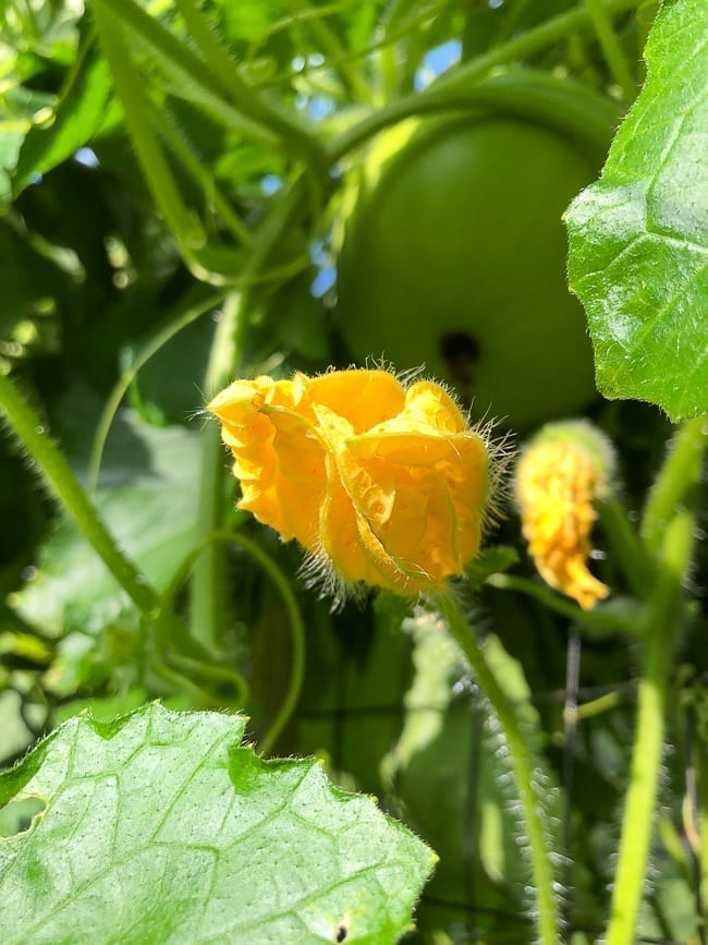 Winter melon flower, thewoksoflife.com