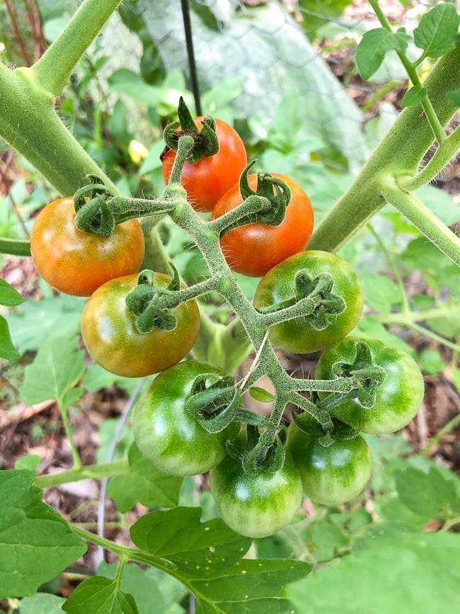 Cherry Tomatoes, thewoksoflife.com